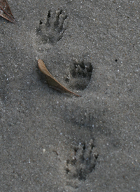 Striped Skunk